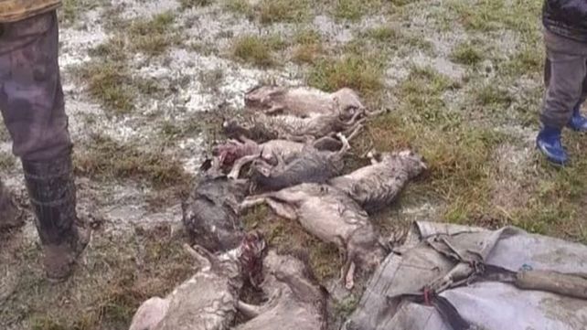 Indignación por matanza de vizcacha en San Jaime de la Frontera