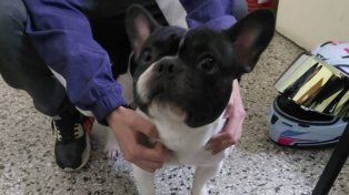 Recuperaron en Paraná un Bulldog Francés que había sido robado y exigían $300 mil para devolverlo