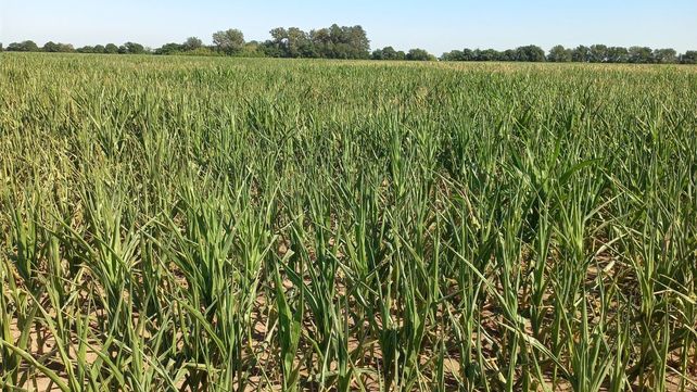 Golpe al maíz tardío: se perdió el 7% del cultivo y el 40% está de regular a malo