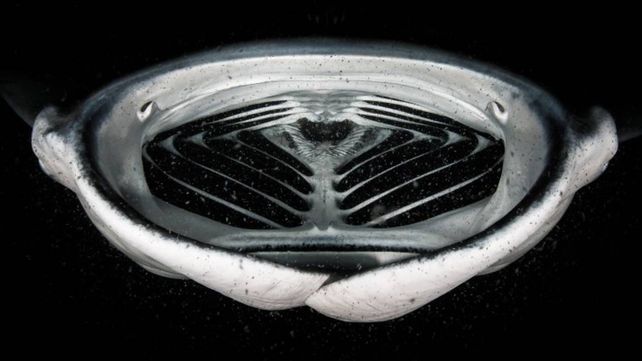 Las asombrosas fotos de la naturaleza premiadas en un concurso