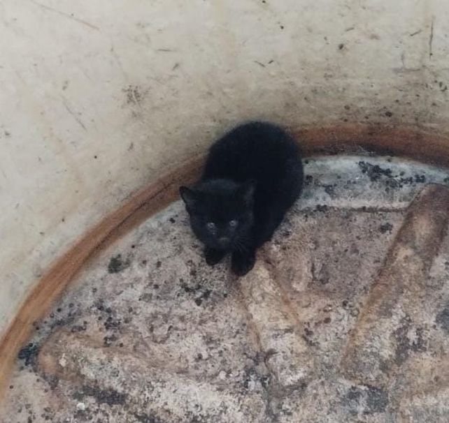 El gato apareció en el fondo de un tanque de agua.&nbsp;