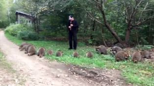 El increíble video de El flautista de Hamelín de los mapaches