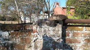 Un corondino halló una curiyú en el tapial de su casa