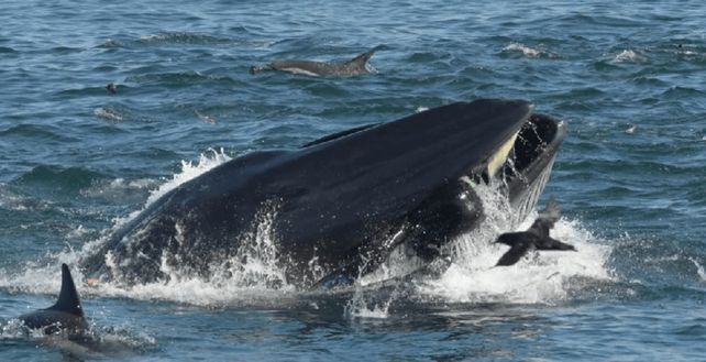 Una ballena se traga a un buzo y poco después lo escupe vivo al mar