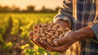 El último día del evento está reservado exclusivamente para una visita a los campos de maní de forma tal de conocer los detalles del cultivo en la Argentina.
