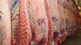 Acuerdo de Libre Comercio con Estados Unidos: se podrán exportar 100 mil toneladas de carne libre de aranceles