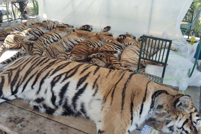 Tigres fallecidos preparados para las necropsias.