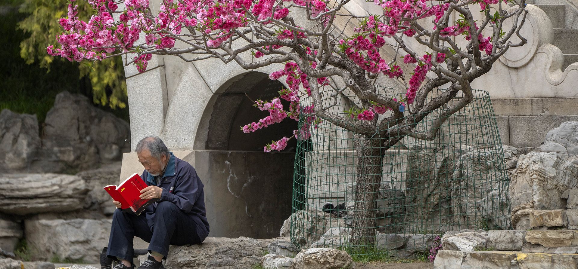 Un hombre lee un libro mientras se sienta debajo de un árbol en flor en un parque público en Beijing, el miércoles 12 de abril de 2023. (Foto AP/Mark Schiefelbein)