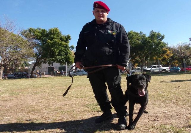 Sansón -labrador-