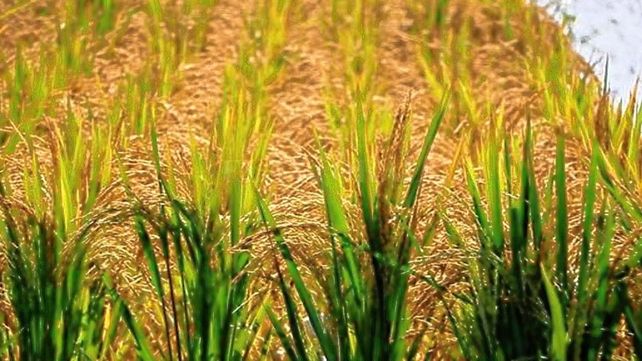 Desarrollaron una nueva variante de arroz en el&nbsp;Centro Experimental de San Javier