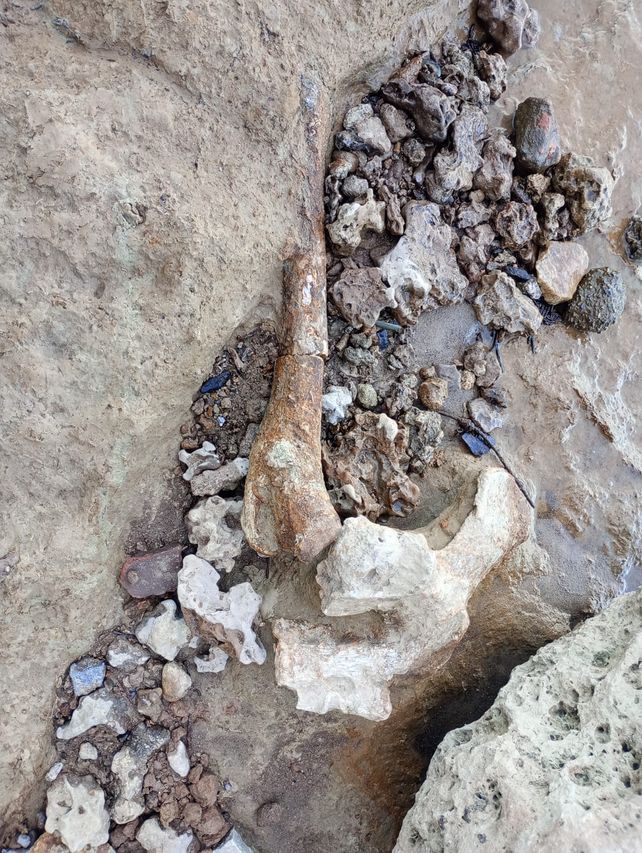 Rescate, conservación y resguardo de restos fósiles de megafauna extinta, encontrados en las barrancas del río Paraná