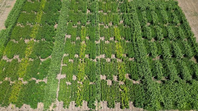 El cáñamo posee grandes ventajas para la resiliencia climática.