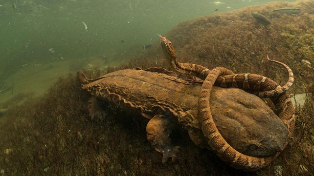 Imágenes ganadoras del premio Fotógrafo de Vida Silvestre 2018
