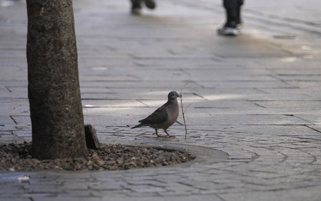 Las palomas son potenciales agentes transmisores de enfermedades al humano y sus excrementos deterioran las superficies en donde se acumulan