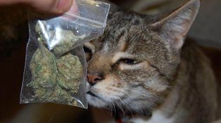 Un gato volvió a su casa con una bolsa de marihuana y fue denunciado por su dueña