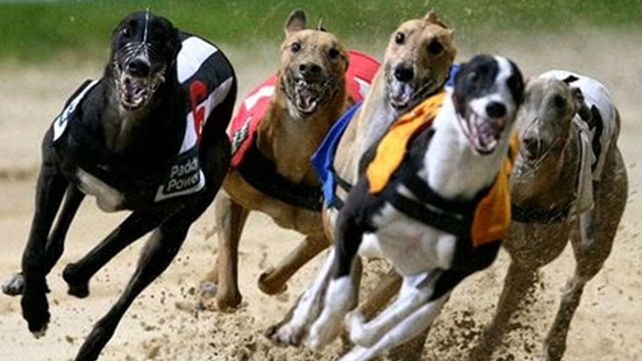 Los galgueros pedirán la inconstitucionalidad de la ley que prohíbe las carreras