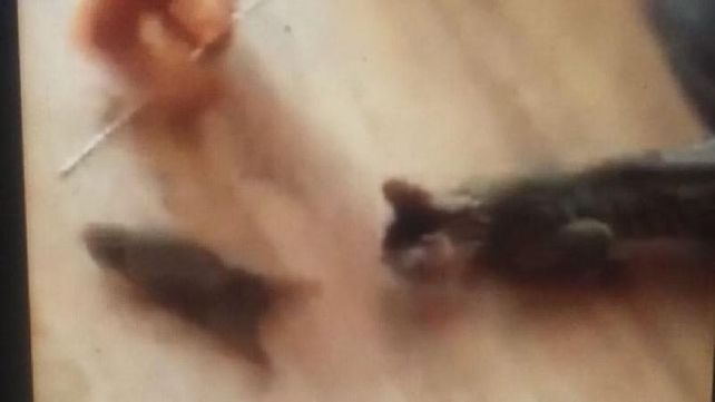 En el final del video se puede ver claramente de que se trataba realmente el conejito bebé.&nbsp;