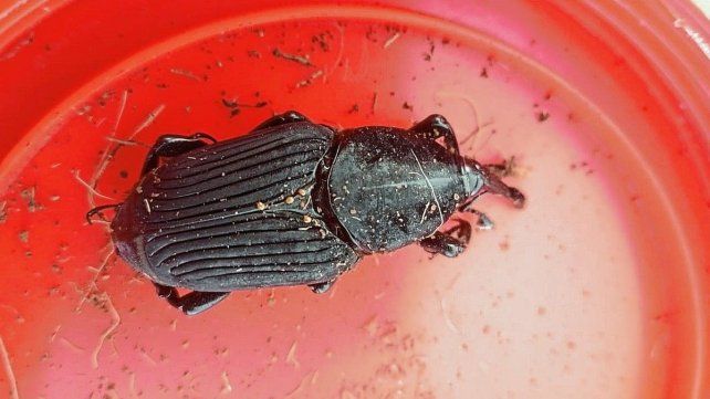 Activaron un operativo en Colonia Elía luego de detectar la presencia de Picudo Rojo en una palmera.