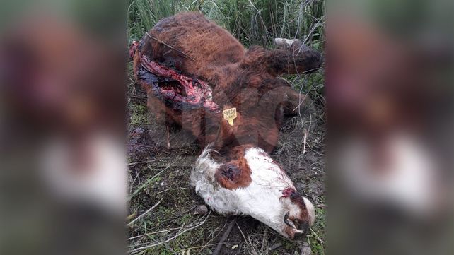 Detenidos por robo de ganado y faenamiento clandestino