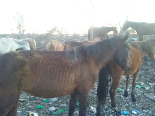 Los caballos maltratados de Viale fueron trasladados del basural a un campo