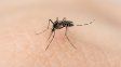 Qué pasa en Santa Fe con el dengue, sarampión, Covid-19 y encefalitis equina