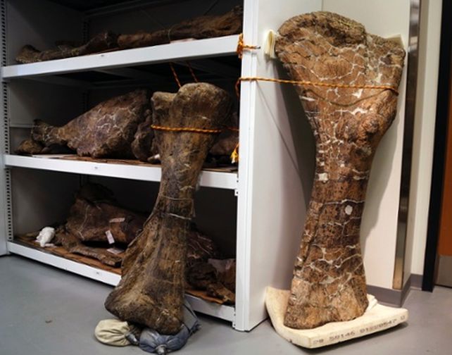 Descubren un dinosaurio gigante en la Patagonia