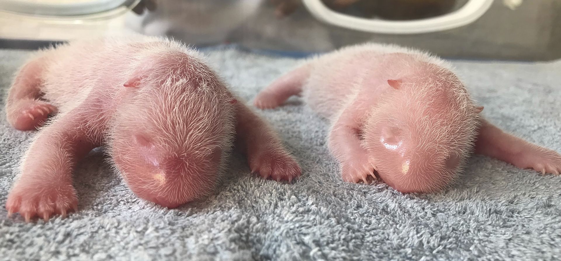 Foto publicada por el Centro de Investigación del Panda Gigante de Qinling, cachorros de panda gemelos recién nacidos, macho a la izquierda y hembra a la derecha, en la provincia noroccidental china de Shaanxi, el martes 23 de agosto de 2022.