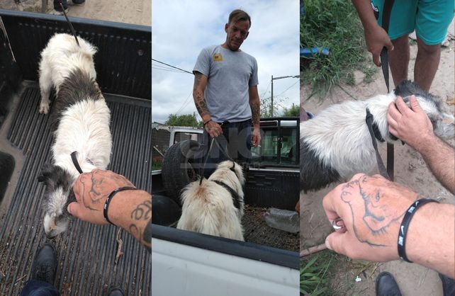 Bongo fue atendido y está recuperándose.