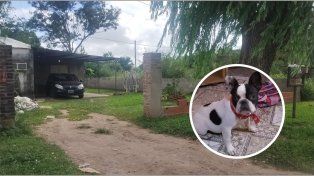 Se robaron una perra cachorra de una vivienda en la ciudad de Santo Tomé&nbsp;