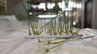 Congreso Argentino de Semillas: donde la producción empieza