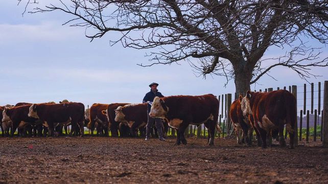 Más novillos. La relación entre el aumento del tamaño de la vaca y la eficiencia productiva no es lineal.