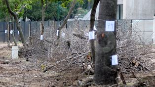 Parque Alberdi: así votó el Concejo la ordenanza en diciembre de 2012