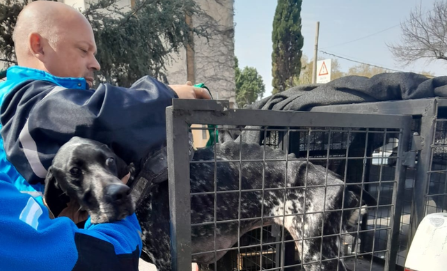 El pero que fue rescatado ayer en Echesortu fue derivado al Imusa para su recuperación.&nbsp;