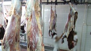 Diamante: aclaran que el brote de fiebre Q fue en 2021