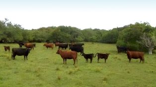 Ganadería: precios récord impulsan márgenes históricos, pero crecen las tensiones en la cadena