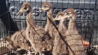 &nbsp;Los pichones de carau que, tras ser evaluados, serán liberados en su habitad natural.