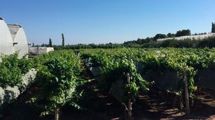 Plantas de la colección de clones de Malbec del Vivero Mercier utilizadas en el proyecto Iberogen.&nbsp;