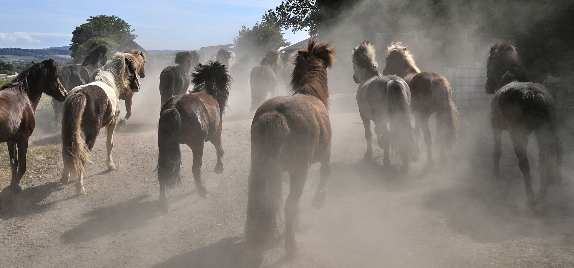 Remolinos de polvo se forman mientras un grupo de caballos islandeses son conducidos a su potrero en una ganadería en Wehrheim, cerca de Frankfurt, Alemania, el martes 20 de mayo de 2025. (Foto AP/Michael Probst) Remolinos de polvo se forman mientras un grupo de caballos islandeses son conducidos a su potrero en una ganadería en Wehrheim, cerca de Frankfurt, Alemania, el martes 20 de mayo de 2025. (Foto AP/Michael Probst)