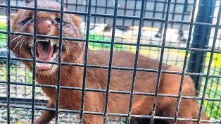 El ejemplar de yaguarundí que apareció en Villa Urquiza.
