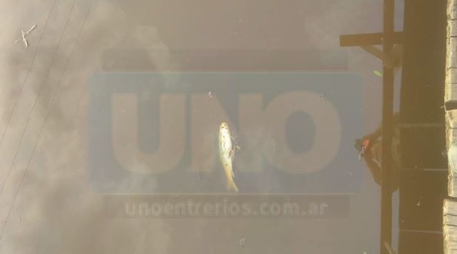 Vecinos de San José denunciaron mortandad de peces