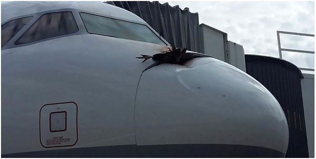 Avión aterrizó de emergencia luego de chocar contra un buitre a más de 1500 metros de altura