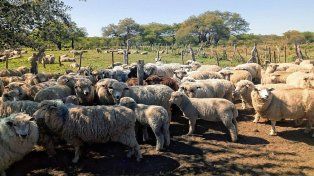 Entre Ríos: salió el primer embarque de carne ovina a Medio Oriente tras casi 20 años.