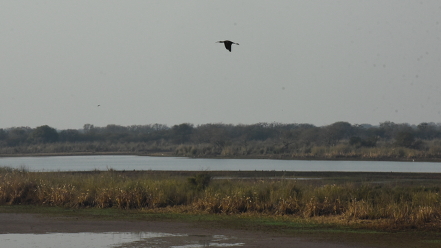 La dinámica de los humedales depende del agua. La dinámica de los humedales depende del agua.