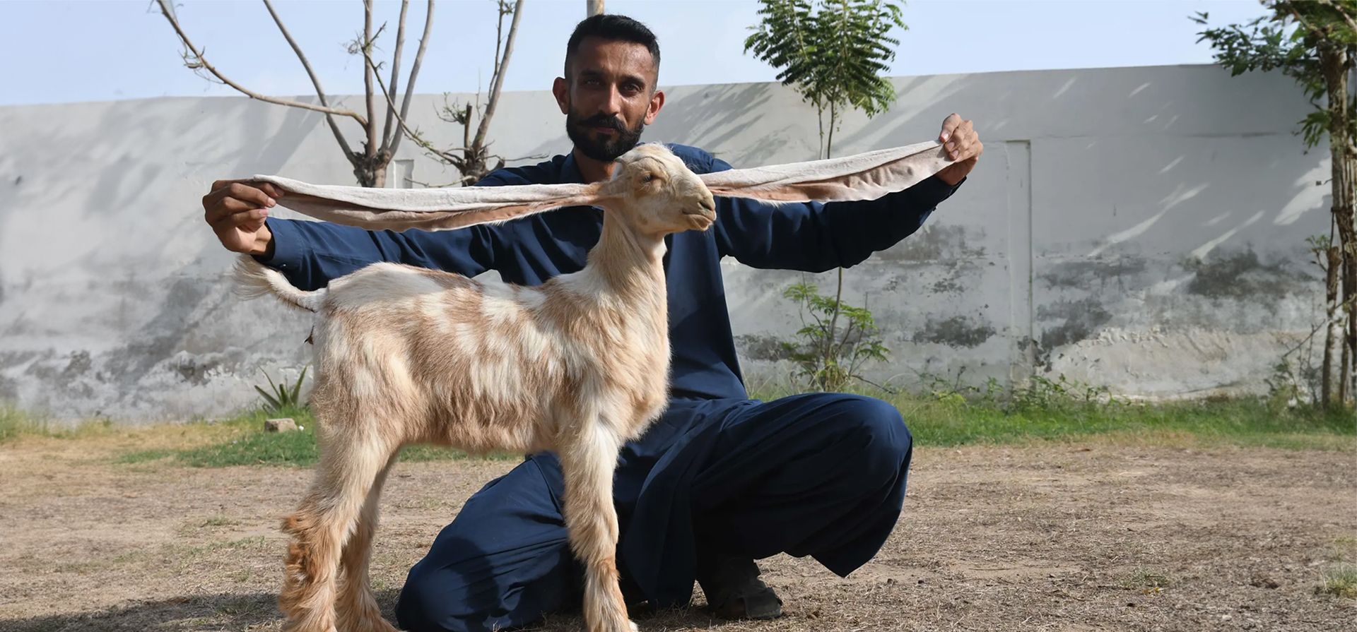 Karachi, Pakistán. Mohammad Hasan Narejo, un criador de cabras, muestra las orejas de una cabra hembra de dos meses llamada Simbi. Simbi tiene las orejas más largas del mundo, miden 55 cm. Fotografía: Agencia Anadolu/Getty Images