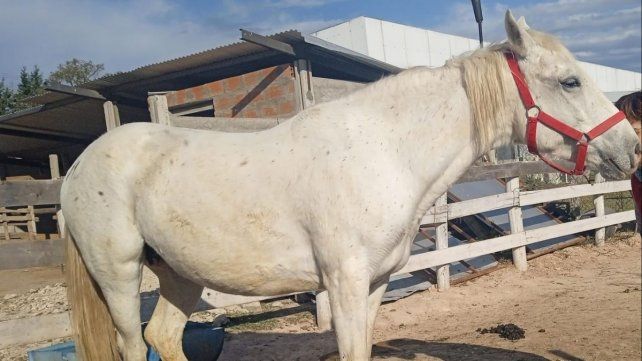 A través de las redes sociales el espacio de equinoterapia de Fundación La Delfina pidió colaboración a la comunidad ya que uno de sus caballos