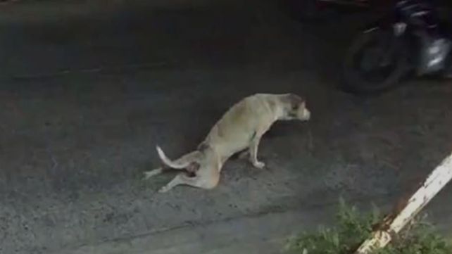 El perrito discapacitado que engañó a todos en las redes