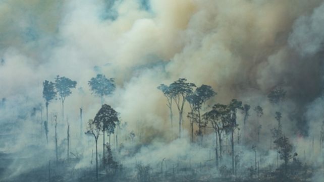 Incendio en Amazonia. El desastre ambiental pone en riesgo el ecosistema del pulmón verde del planeta..