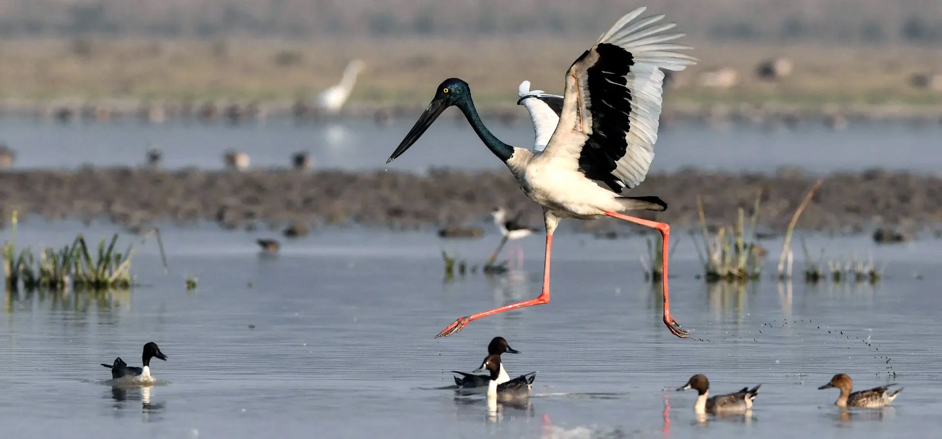Una cigüeña de cuello negro busca comida en un humedal en el santuario de vida silvestre de Pobitora, Morigaon, India. Fotografía: Biju Boro/AFP/Getty Images Una cigüeña de cuello negro busca comida en un humedal en el santuario de vida silvestre de Pobitora, Morigaon, India. Fotografía: Biju Boro/AFP/Getty Images