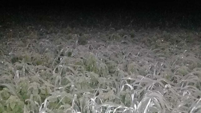 Im&aacute;genes de la helada de este viernes en el paraje La Balsa de Villa Urquiza