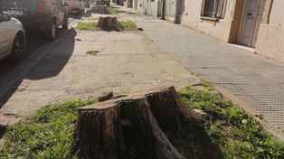 Tres &aacute;rboles menos en la mitad de una cuadra.&nbsp; 